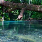 Top wildlife experiences in rainforests