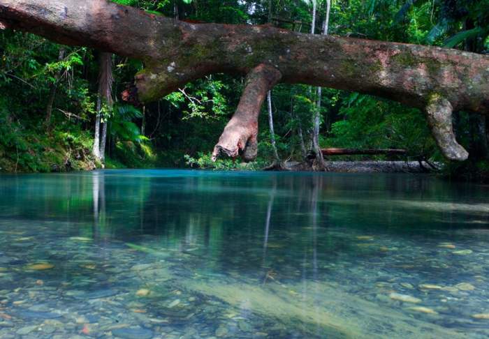 Top wildlife experiences in rainforests