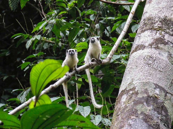 Rainforest daintree australia tree wildlife kangaroo roo glimpse rarities kangaroos native getty land credit visit their Rainforest daintree australia tree wildlife kangaroo roo glimpse rarities kangaroos native getty land credit visit their